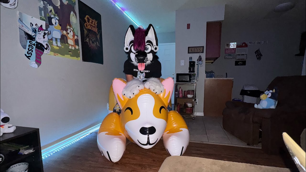 Small short video SMR squeaky husky hand, paws, riding inflatable corgi ￼￼