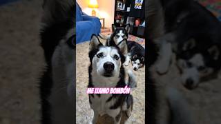 Me llamo BOMBÓN 😍 Momentos del Directo 🤣👇