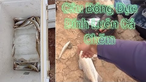 Một ngày Câu Được Rất Nhiều Bóng Đục Và Dính Luôn cá Chẽm