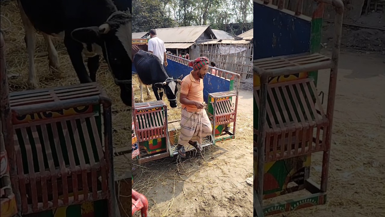 Tan kiritti kiritti dum dum 