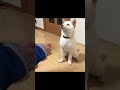 僕も出来ると家族の輪の中で手を出す子犬の柴犬#shorts