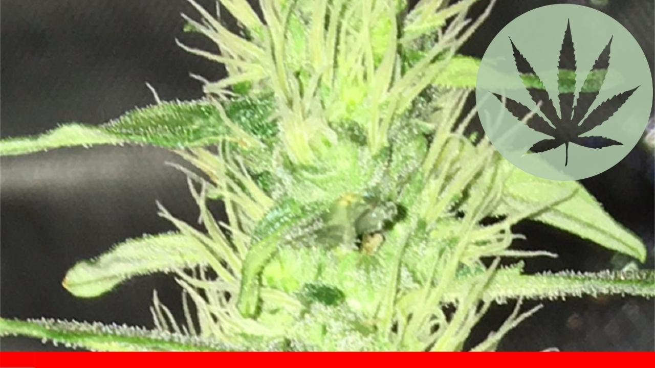 Jack Widow - All About This Strain