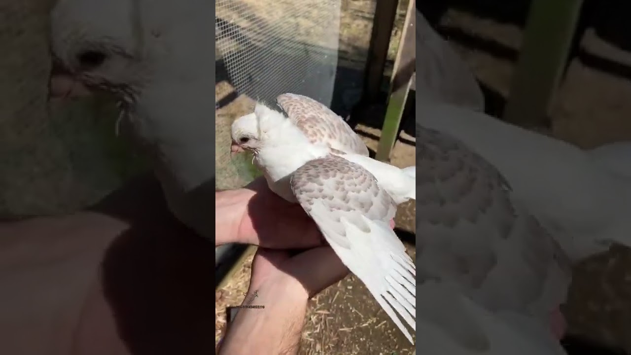 Pigeon Practicing Wing Flaps!!
