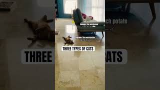 Choose your fighter cat🎮🐱 #cat #shorts #funnycats
