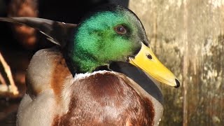 Gräsand, Mallard, Stockente, Anas Platyrhynchos. Västerås, Sweden