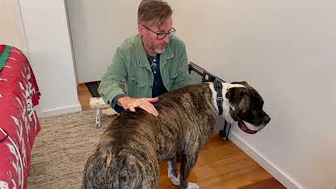 Helping an anxious dog relax with WEBB Bodywork