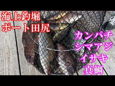 海上釣堀 海釣りポート田尻でカンパチ シマアジ マダイ イサキを釣ったよ ファミリーフィッシング Youtube