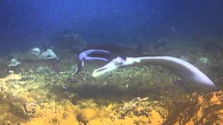 Manta Ray Cleaning Station