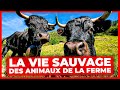 La vie sauvage des animaux de la ferme