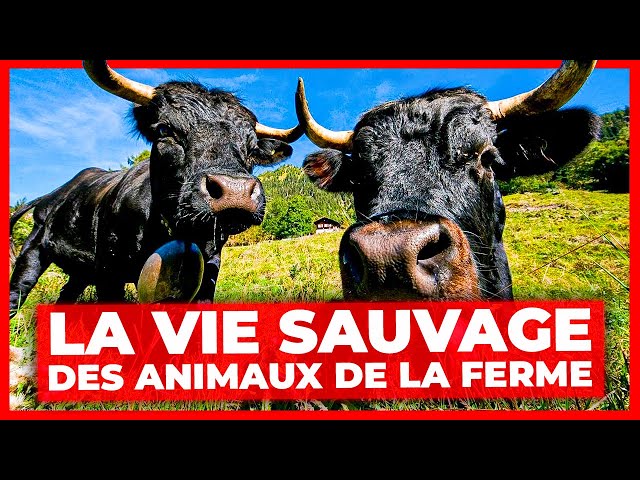 Gommettes - Animaux de la ferme - La ferme - La vie de la ferme