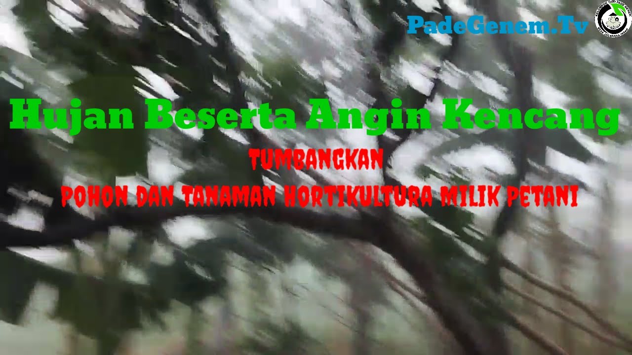 Heavy Rain Uproots Trees and Food and Horticultural Plants - YouTube