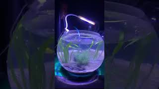 #MiniAquarium #FishBowl #PlantedAquarium #Aquascape #AquariumHobby #FishTank #BettaFish ##