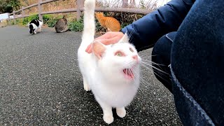 小雪の中、夕方の猫の集会に行ってきた