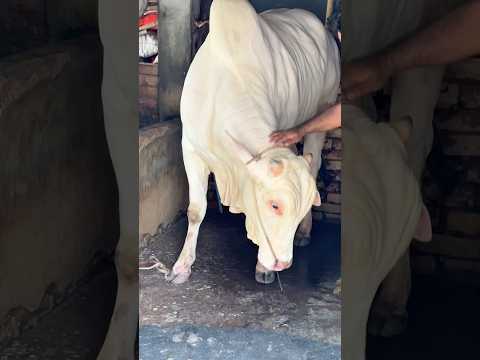 Strong outside, gentle inside 🐂 A beautiful bond ❤️
