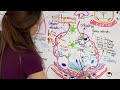 Fisiopatología COVID-19😷 parte 2 (SARS-CoV-2) 🦠 cómo el virus lesiona el alvéolo🤯 reacción inflam