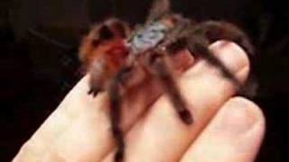 Avicularia Versicolor