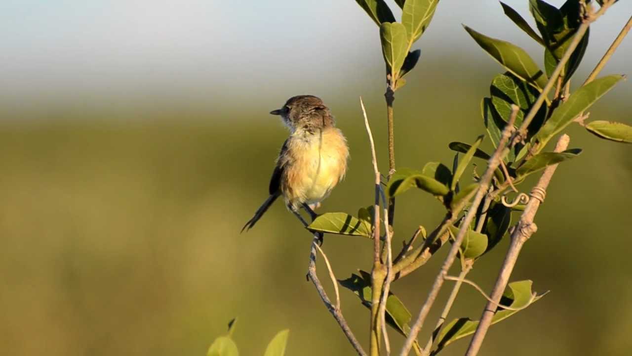 Birding Brazil Chapada Da Diamantina Bahia February 11 15 2013
