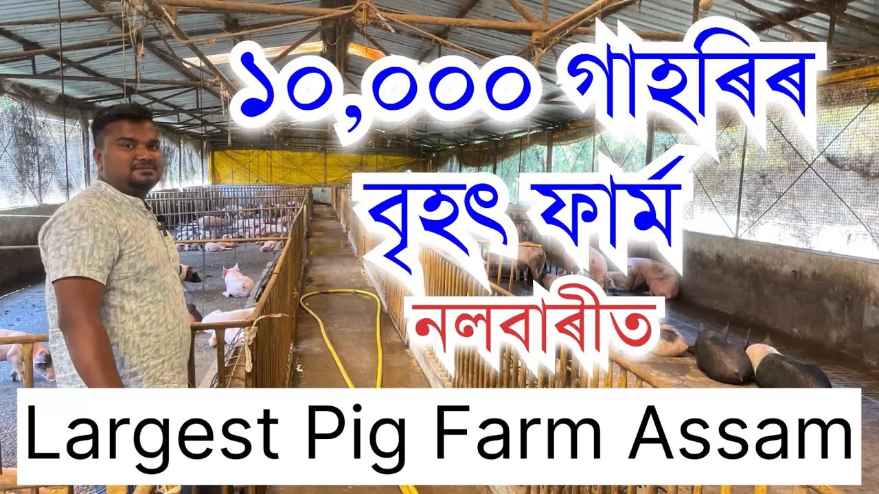 Largest Pig Farm In Assam Big Pig largest-pig-farm-in-assam-big-pig