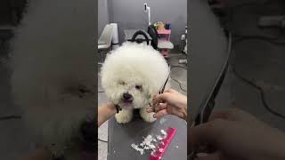 MALTIPOO SURPRISE WITH HIS FACELIFT AND GROOMING  #cutedog #dog #puppy #shortsvideo #love