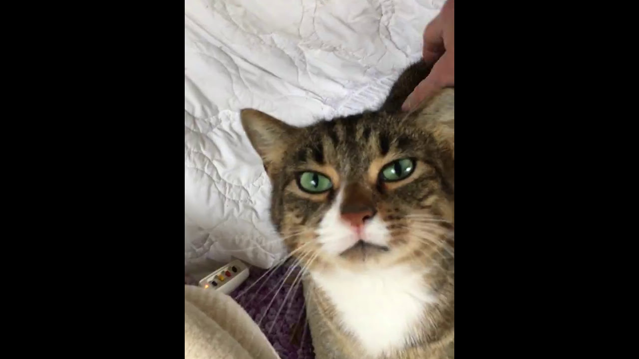 Checking on the Feral Cats. YouTube