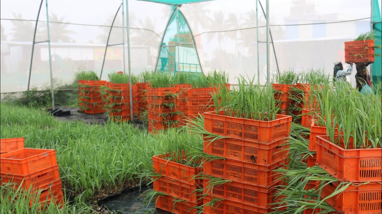 कृष्णा ॲग्रो ऊस रोपवाटिका संपर्क:-  9922774675; 9970573555