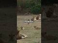 Lion vs Tiger: The Ultimate Showdown! #viralshort #trending #animals #lion #tiger