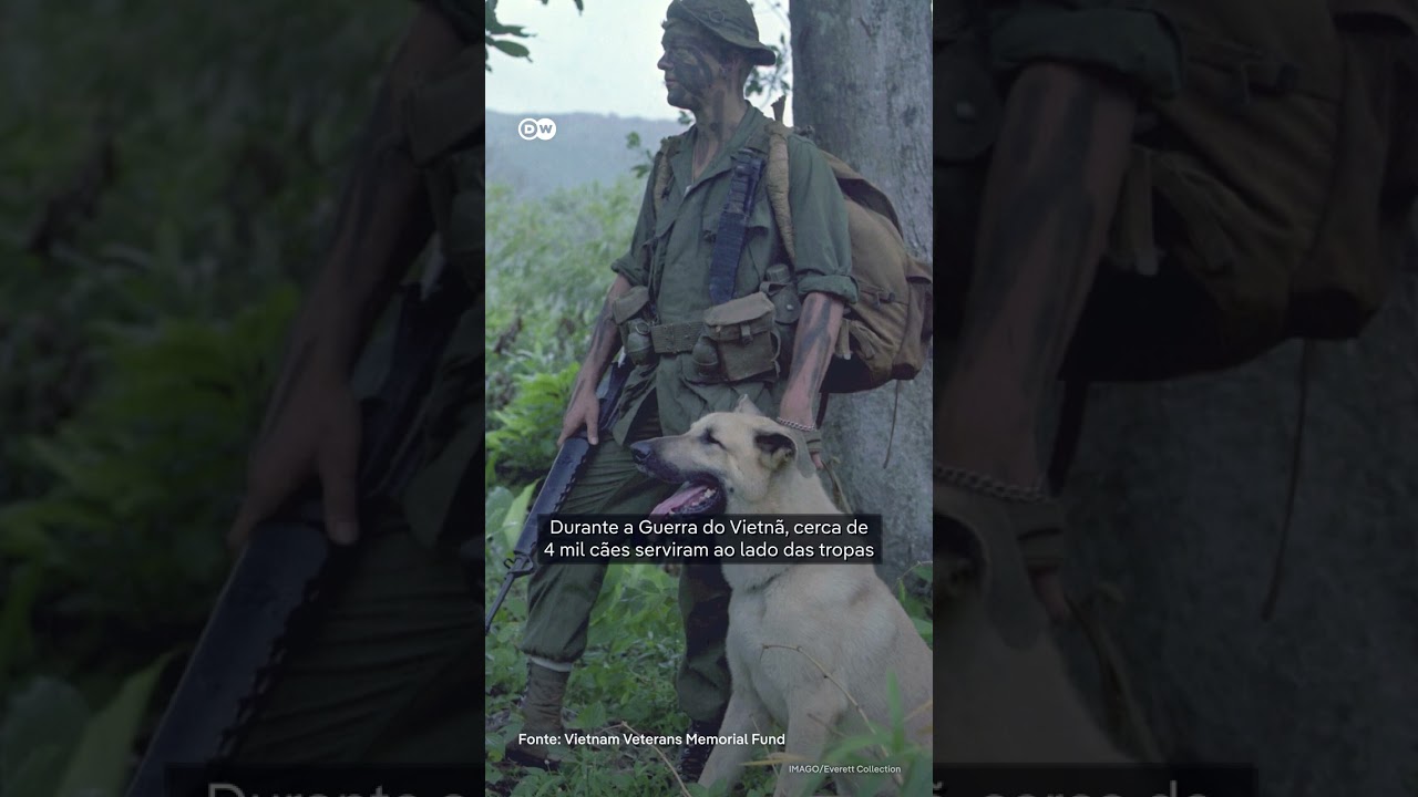 Os cães da Guerra do Vietnã