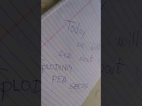 Exploding pea seeds let's explore it