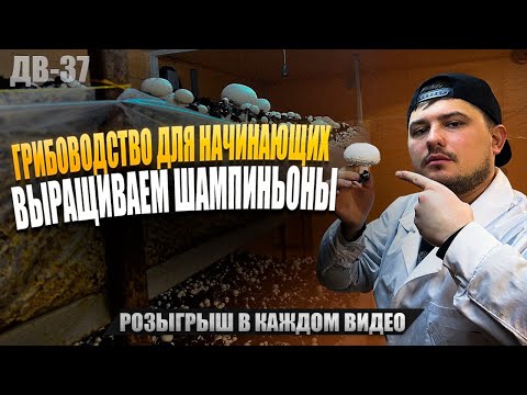 ОТ ПОСАДКИ ДО СБОРА | ВСЕ О ШАМПИНЬОНАХ | ДВ37