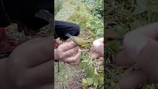 Download Lagu sogon betina #shorts MP3