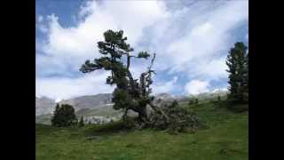 Fischereifreunde Bucheggberg