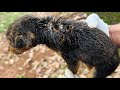 Puppies rescued withmaggot  hole dog sad story