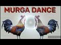 Murga dance || ku ku ku song || murga song dj mix by dipanshu #murgadance #song #murga Mp3 Song