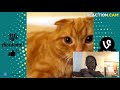 TRY NOT TO LAUGH - Cats Are Just The Funniest Pets Ever || Funny Cat Compi… – REACTION.CAM