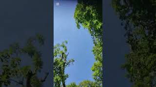 Your Brain Hears the Wrong Sound #Perception #Experiment #Brain #AudioIllusion #Cognition #ASMR