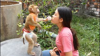 Smart Monkey Dodo Worry Mom Hungry He Share Cornetto Rainbow Ice-Cream With Mom
