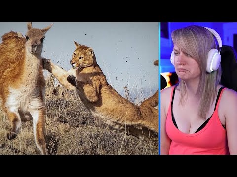 15 Merciless Puma Encounters Caught On Camera Part2