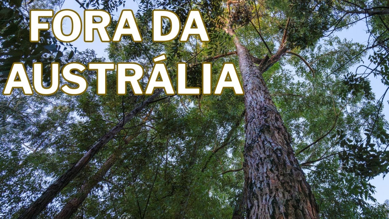 Uma Mata Única Fora da Austrália | Escaroupim - Vlog