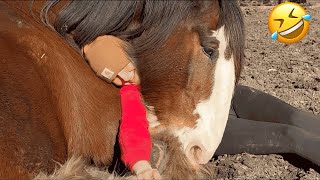 Life Is Beautiful | Adorable Animal Videos to Make You Smile!