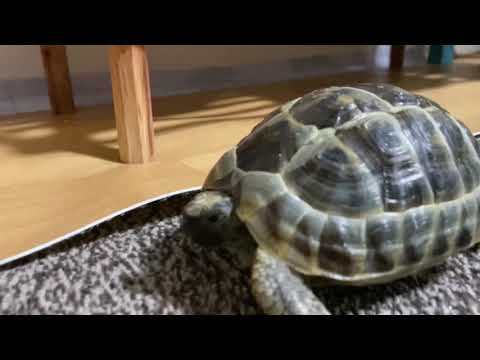 【ギリシャリクガメ】フローリングを歩くカメときどき文鳥