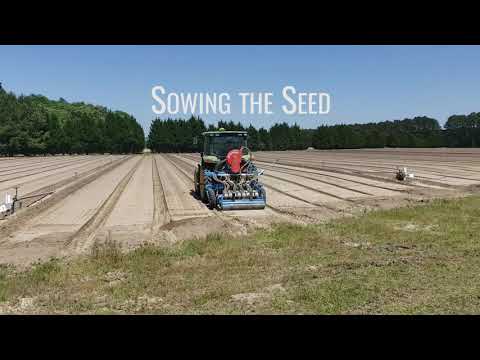 Sowing the Loblolly Pine Seed Crop for South Carolina Forest landowners