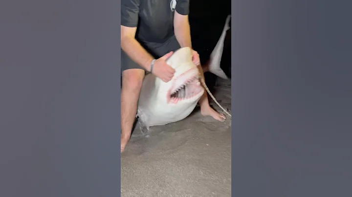 Crazy Bull Shark!🦈 Look at those Jaws!! #shark #fish #fishing #jaws #shorts
