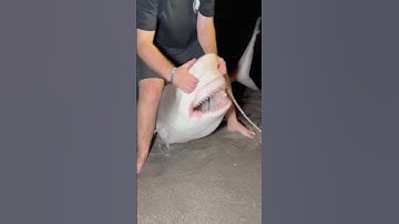 Crazy Bull Shark!🦈 Look at those Jaws!! #shark #fish #fishing #jaws #shorts