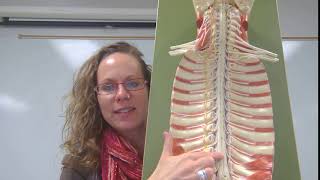 Spinal Cord Quiz Question