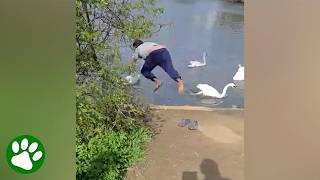 Everyone else backed away…then one stranger did the unthinkable 🦢😳