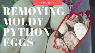 Ball Python Egg Care