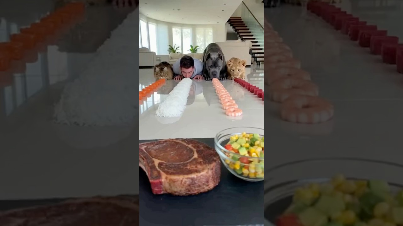 FOUR LANE FOOD RACE 🐶🦁🐱💥 Who Clears It First?!  