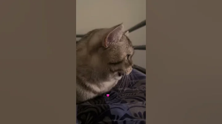 Watch the video about 💖#cat #funny #cute #viral