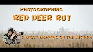 Red deer rutting