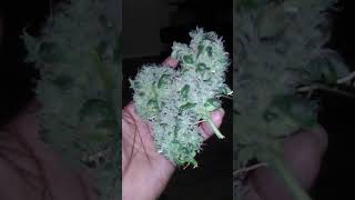 GFGL present..( my lil bud)..l😂l
